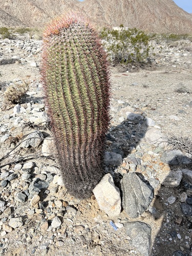iNaturalist observation photo of California Barrel Cactus