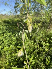 Salix caroliniana