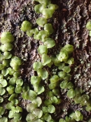 Lejeunea cavifolia