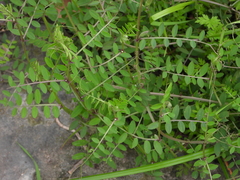 Vicia ludoviciana