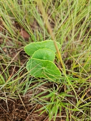 Senecio oxyriifolius