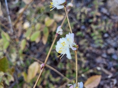 Lonicera fragrantissima