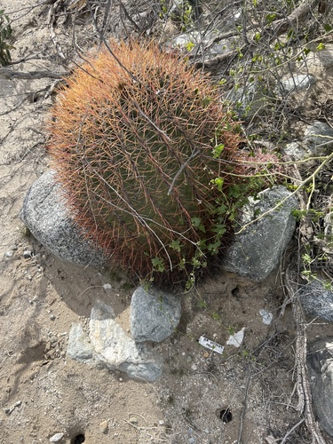 iNaturalist observation photo of California Barrel Cactus