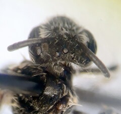 Andrena distinguenda