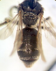 Andrena distinguenda