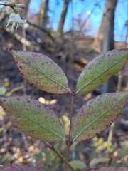 Lonicera fragrantissima