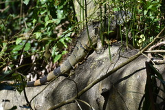 Iguana iguana