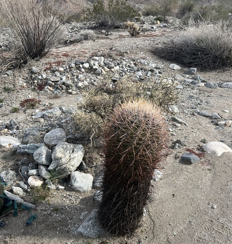 iNaturalist observation photo of California Barrel Cactus