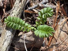 Agrimonia parviflora