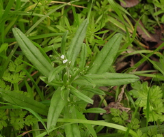 Buglossoides arvensis