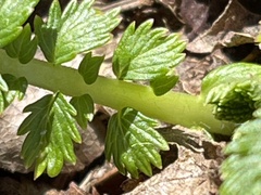Agrimonia parviflora
