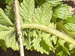 Agrimonia parviflora