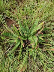Aloe greatheadii davyana