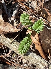 Agrimonia parviflora