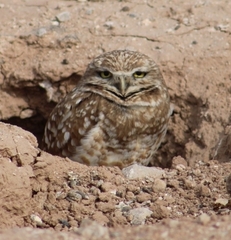 Athene cunicularia hypugaea