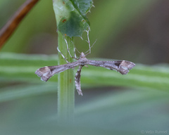 Platyptilia