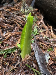 Lysichiton