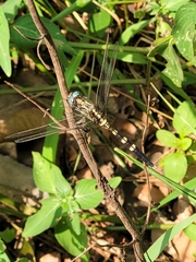 Orthetrum