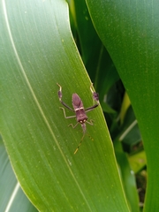 Leptoglossus zonatus