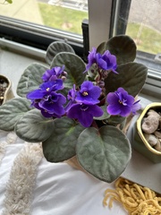 Streptocarpus ionanthus