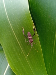 Leptoglossus zonatus