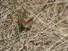 Argyrophenga antipodum