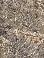 Acer monspessulanum