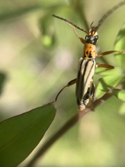 Chauliognathus scriptus