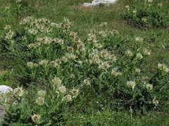 Cirsium spinosissimum