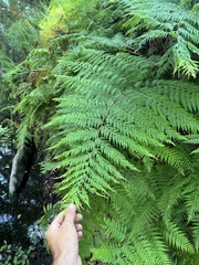 Calochlaena dubia