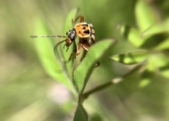Chauliognathus scriptus