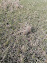 Stipa pennata
