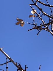 Acer monspessulanum