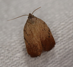 Tortricopsis pyroptis