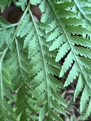 Calochlaena dubia