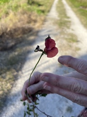 Macroptilium lathyroides