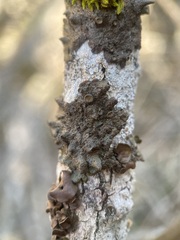 Melanohalea exasperata