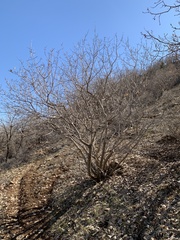Acer monspessulanum