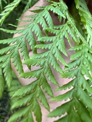 Calochlaena dubia