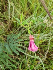 Oenothera rosea