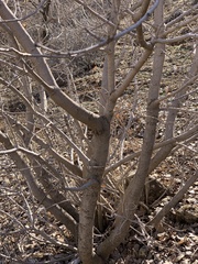 Acer monspessulanum