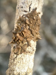 Melanohalea exasperata