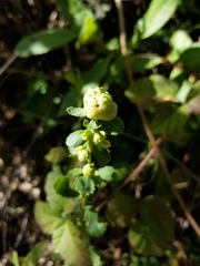 Rhopalomyia californica