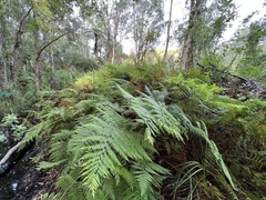 Calochlaena dubia