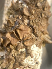 Melanohalea exasperata