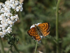 Lycaena edna
