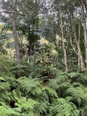 Calochlaena dubia