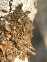 Melanohalea exasperata