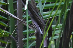 Xiphorhynchus flavigaster