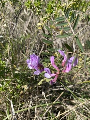 Lathyrus vestitus